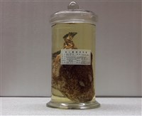 藏品(康氏躄魚)的圖片